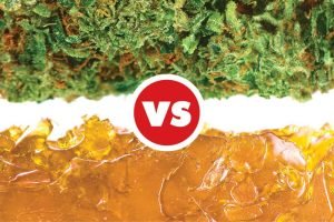 flower compare concentrates